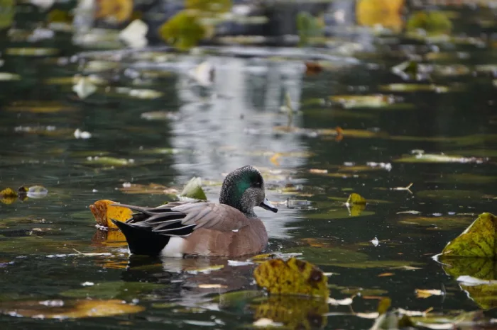 Salish Sea Duck Hunting | Fall-Winter 2024